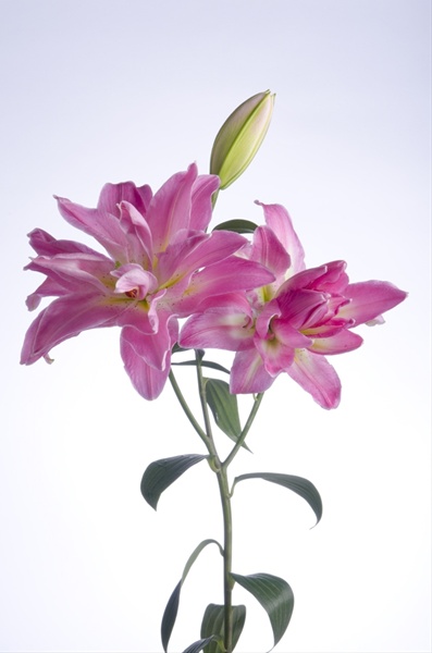 Oriental Lily Double Surprise Oriental Hybrid Lilies Lilies